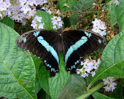 blue-banded swallowtail